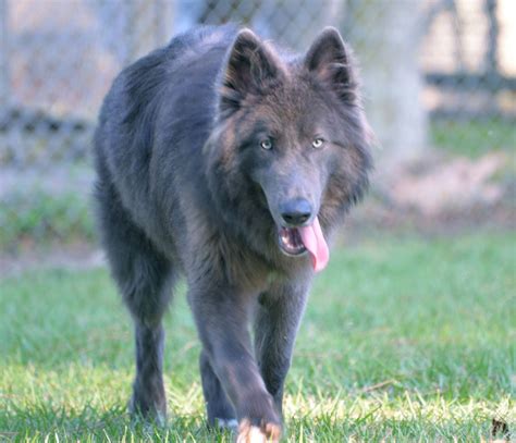 Blue bay shepherds for sale - The Blue Bay Shepherd is a stunning breed that combines the beauty of a wolf with the temperament of a dog. Created by breeding specifically bred wolf-dogs with old-style blue German Shepherds, Blue Bay Shepherds have become increasingly popular. Blue Bay Shepherds are rare and can only be obtained from Southern Breeze Ranch in Palm Bay, …